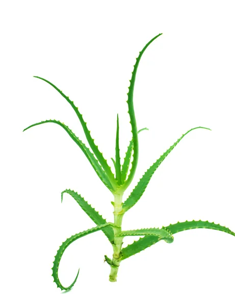 Rośliny aloesu — Zdjęcie stockowe