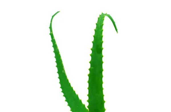 Pianta di aloe vera — Foto Stock