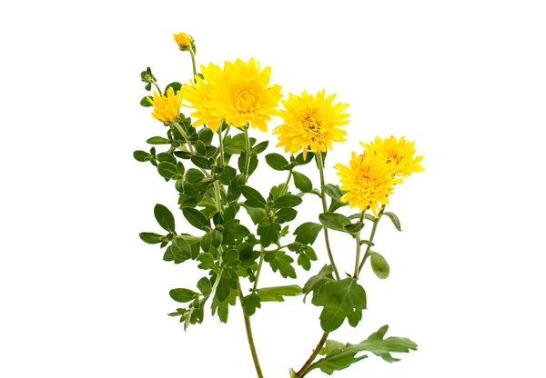 Yellow chrysanthemum — Stock Photo, Image