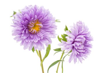 Aster çiçekler