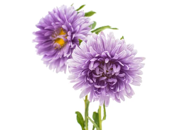 Aster flowers — Stock Photo, Image