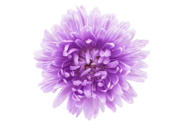 Aster çiçek — Stok fotoğraf