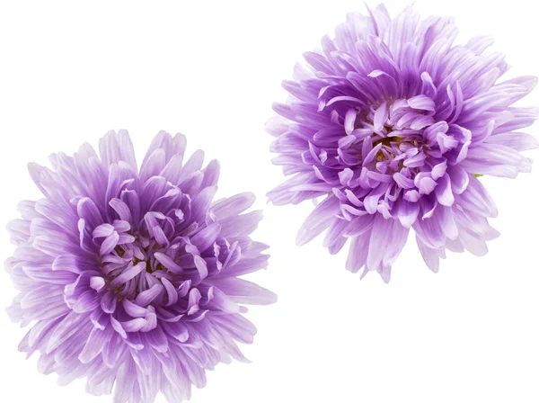 紫菀花 — 图库照片