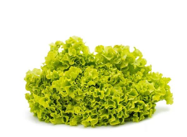 Groene bladeren Sla — Stockfoto