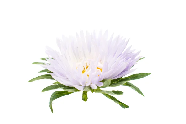 Aster flower — Stock Photo, Image