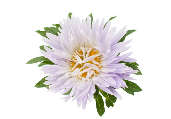 Aster blomma — Stockfoto