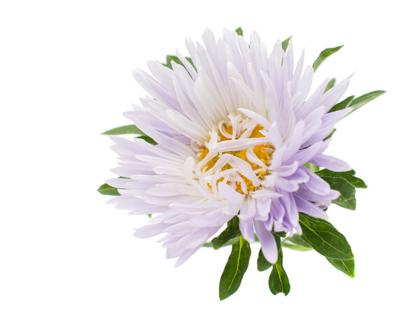 aster flower