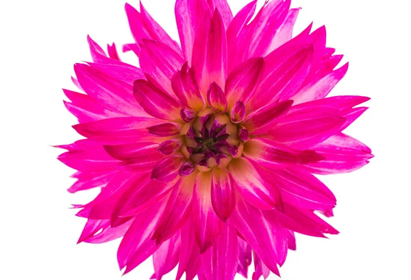 Beautiful  Dahlia Flower — Stock Photo, Image