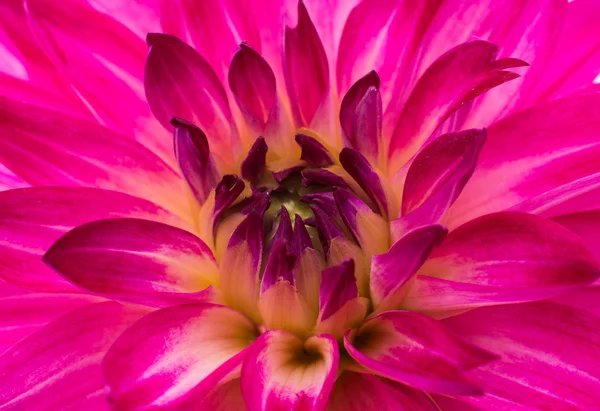 Frumoasa floare Dahlia — Fotografie, imagine de stoc