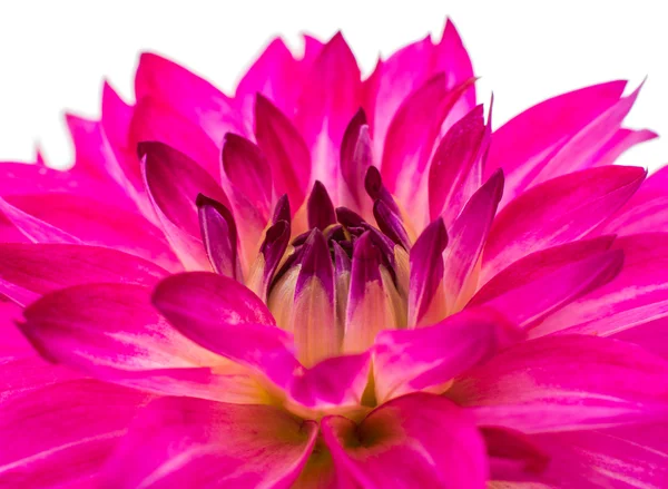 Mooie dahlia bloem — Stockfoto