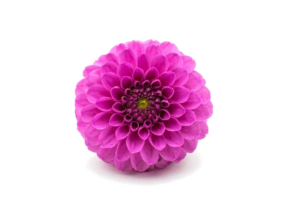 Purple dahlia isolated — Stock Photo, Image