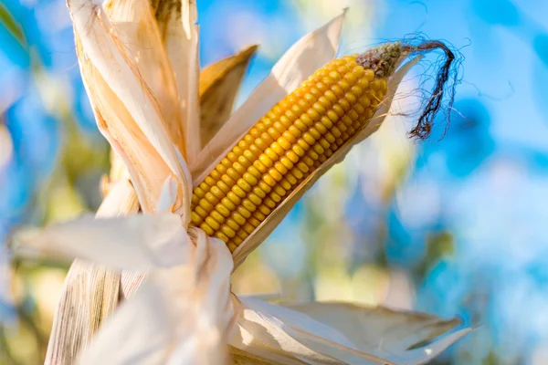 Ripe corn — Stock Photo, Image