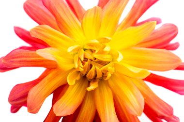 Kırmızı Sarı yıldız çiçeği 