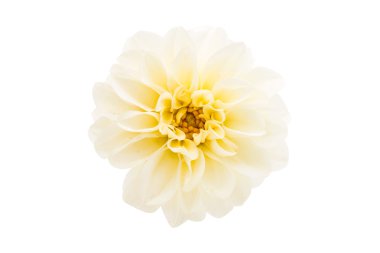 Beyaz Yıldız çiçeği 