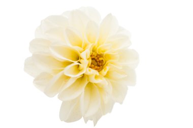 Beyaz Yıldız çiçeği 