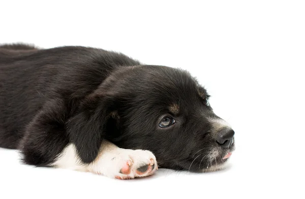 Cachorro aislado — Foto de Stock