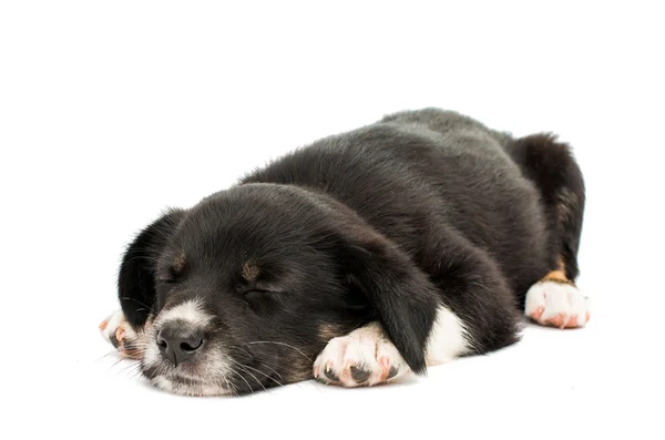 Puppy geïsoleerd — Stockfoto