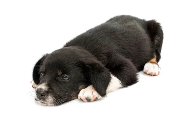 Puppy isolated — Stock Photo, Image