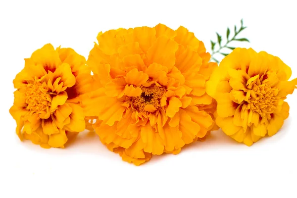 Calendule isolate — Foto Stock