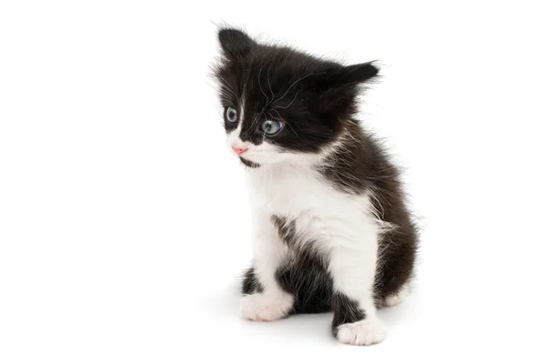 黒・白猫 — ストック写真