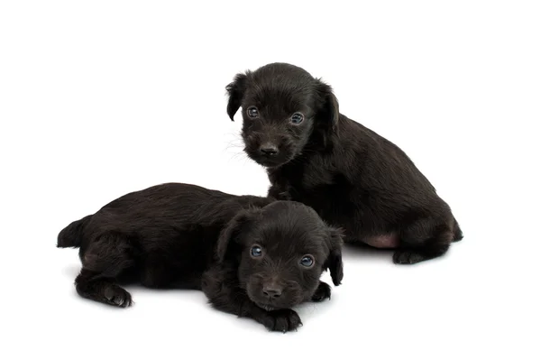 Spaniel puppy — Stock Photo, Image