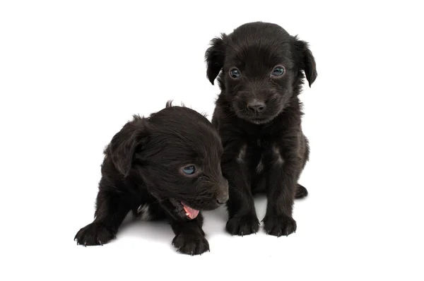 Spaniel puppy — Stockfoto