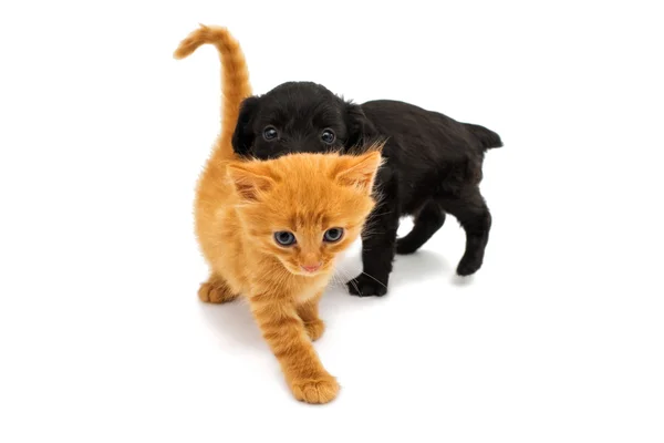 Gatitos y spaniel cachorro — Foto de Stock