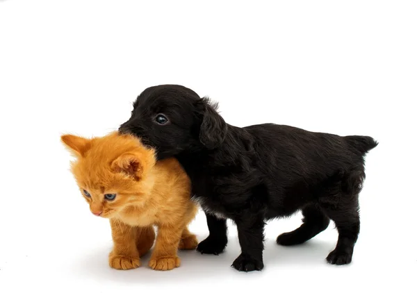 Små kattungar och spaniel valp — Stockfoto