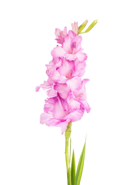 Gladiolus blommaグラジオラス花 — ストック写真