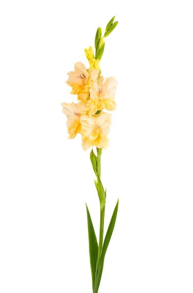 Gladiolus blommaグラジオラス花 — ストック写真