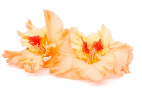 Gladiolus flower — Stock Photo, Image