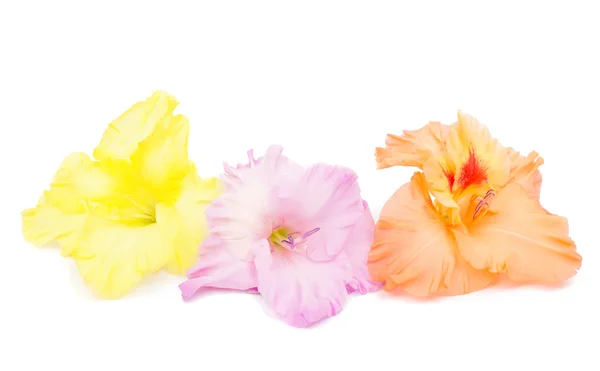 Gladiolus flower — Stock Photo, Image