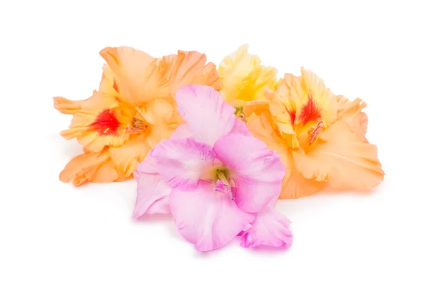 Gladiolus blommaグラジオラス花 — Stockfoto