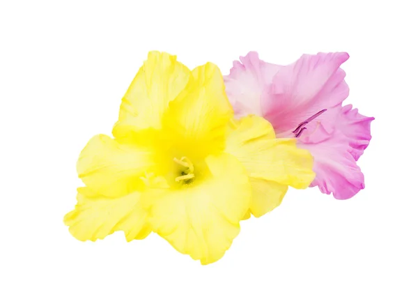 Gladiolus blommaグラジオラス花 — ストック写真