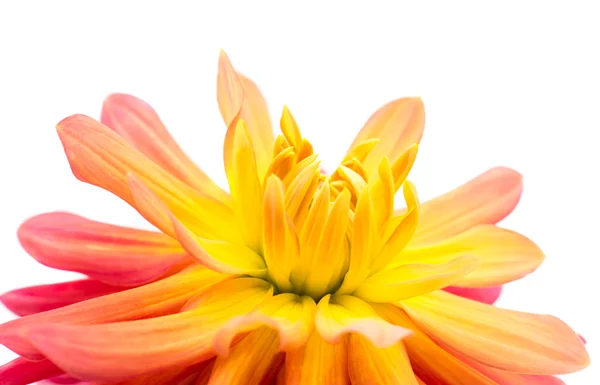 Red yellow dahlia — Stock Photo, Image