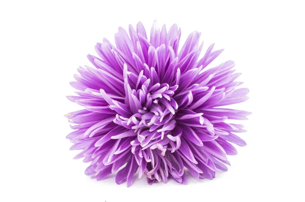 紫色翠菊 — 图库照片