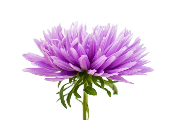 Purple aster — Stock Photo, Image