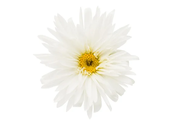 Beautiful aster — Stock Photo, Image