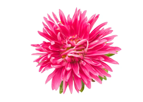 Beautiful aster — Stock Photo, Image