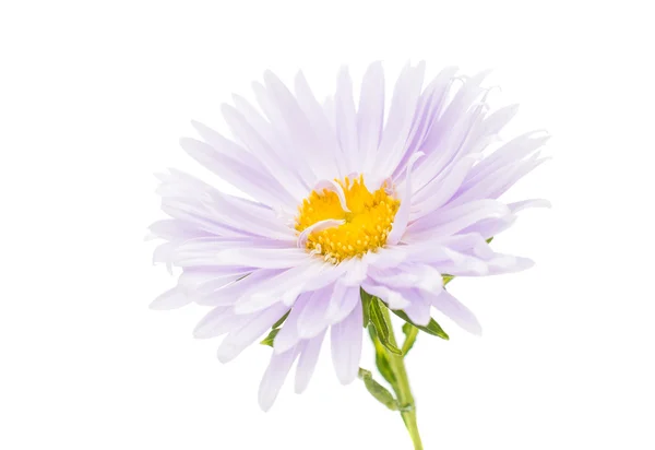 Beautiful aster — Stock Photo, Image