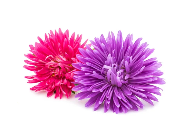 Beautiful asters — Stock Photo, Image