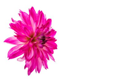 güzel pembe dahlia 