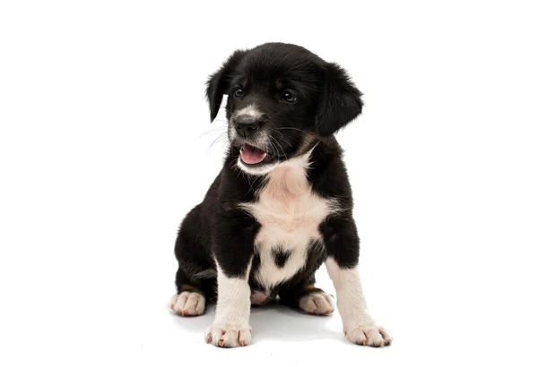 Puppy geïsoleerd — Stockfoto