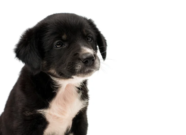 Cucciolo isolato — Foto Stock