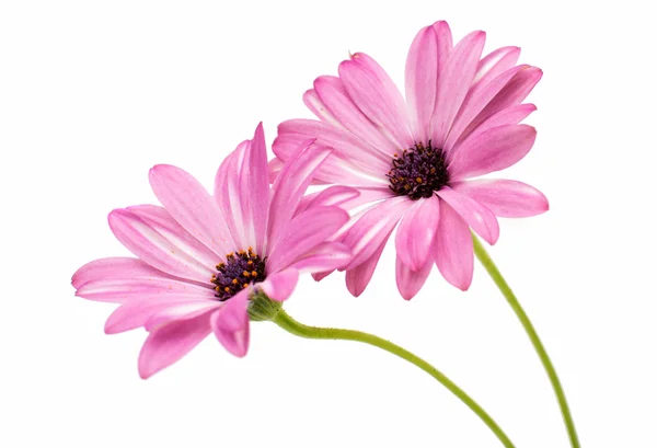 Cape daisy blommor — Stockfoto