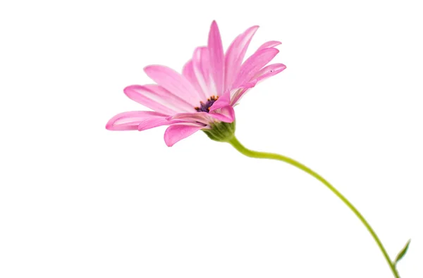 Cape Daisy Flower — Stock Photo, Image