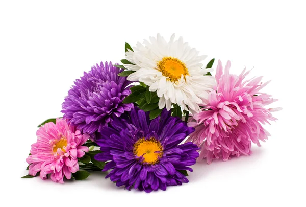 Aster flowers — Stock Photo, Image