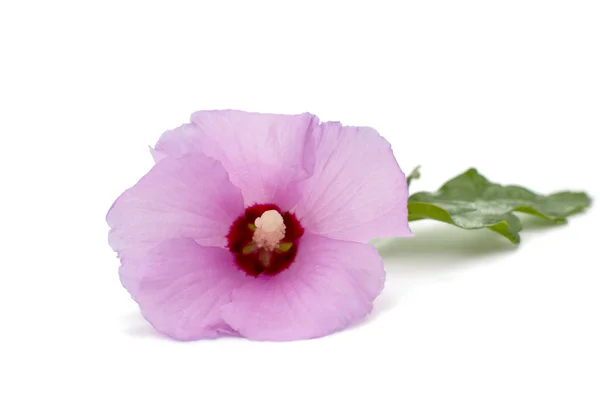 Hibiscus rosa hawaiano — Foto de Stock