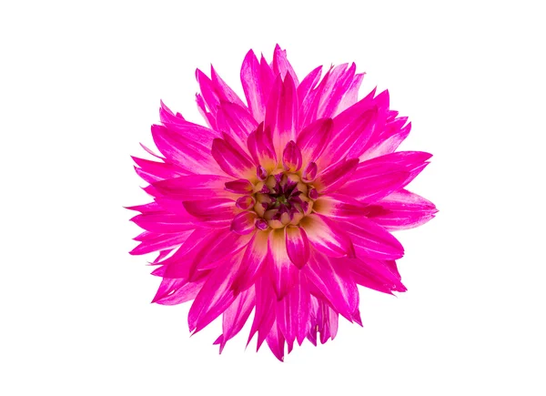 Mooie roze dahlia — Stockfoto