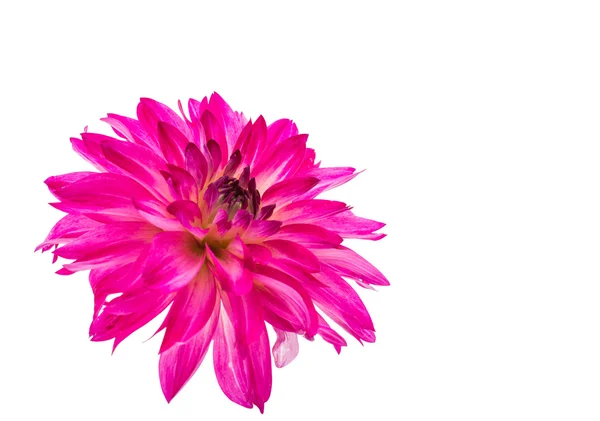 Vacker rosa dahlia — Stockfoto